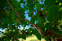 Four-lined snake (Elaphe quatuorlineata) moving along a branch of Mulberry tree, Patras, The Peloponnese, Greece, May 2009