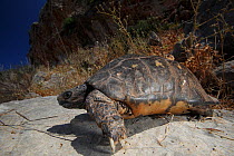 Marginated tortoise (Testudo marginata) on a rock, Patras area, The Peloponnese, Greece, May 2009