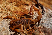 Mediterranean checkered scorpion (Mesobuthus gibbosus) on rock, The Peloponnese, Greece, May 2009