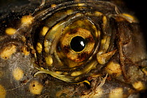 European pond terrapin (Emys orbicularis) close-up of eye, The Peloponnese, Greece, May 2009