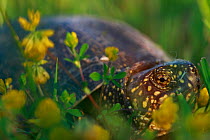European pond terrapin (Emys orbicularis) in a meadow, The Peloponnese, Greece, May 2009