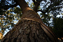 Four-lined snake (Elaphe quatuorlineata) climbing tree, Patras area, The Peloponnese, Greece, May 2009