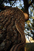 Four lined snake (Elaphe quatuorlineata) climbing tree, Patras area, The Peloponnese, Greece, May 2009