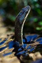 Dice snake (Natrix tesselata) hunting for small fish and tadpoles in a lake, Patras area, The Peloponnese, Greece, May 2009