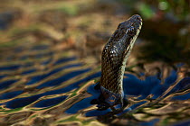 Dice snake (Natrix tesselata) hunting for small fish and tadpoles in a lake, Patras area, The Peloponnese, Greece, May 2009
