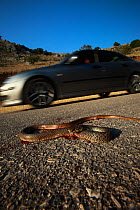 Dead snake on a road, probably a Balkan whip snake (Hierophis gemonensis) or a Western whip snake (Hierophis viridiflavus) with a car driving past, Patras area, The Peloponnese, Greece, May 2009