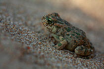 Small juvenile Green toad (Bufo viridis) The Peloponnese, Greece, May 2009