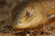 European glass lizard (Pseudopus apodus) head, Western Peloponnesee, The Peloponnese, Greece, May 2009
