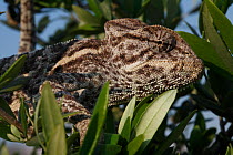 African chameleon (Chamaeleo africanus) in tree, in a captive wintering program, The Peloponnese, Greece, May 2009