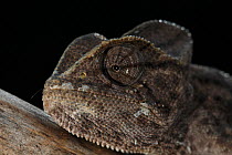African chameleon (Chamaeleo africanus) portrait, photographed in a captive wintering program, The Peloponnese, Greece, May 2009