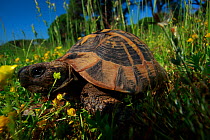 Hermann's tortoise (Testudo hermanni) in a meadow, Patras area, The Peloponnese, Greece, May 2009