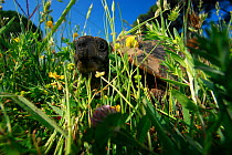 Hermanns tortoise (Testudo hermanni) in a meadow, Patras area, The Peloponnese, Greece, May 2009