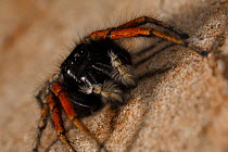 Jumping spider (Salticidae) portrait, The Peloponnese, Greece, May 2009