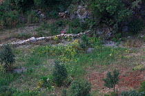 Wild flowers and small trees, Mani Peninsula, The Peloponnese, Greece, May 2009