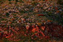 Rock strewn landscape in red light, Mani Peninsula, The Peloponnese, Greece, May 2009
