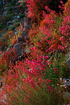 Flowering plants in rocky landscape, Mani, The Peloponnese, Greece, May 2009