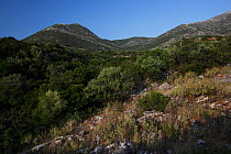 Hilly landscape, Mani Peninsula, The Peloponnese, Greece, May 2009