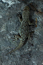 Kotschy's gecko (Mediodactylus kotschyi) on a rock wall, Mani Peninsula, The Peloponnese, Greece, May 2009