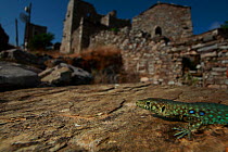 Peloponnese wall lizard (Podarcis peloponnesiacus) on rock in a typical village, Mani Peninsula, The Peloponnese, Greece, May 2009