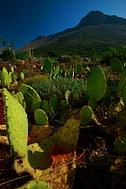 Cacti plants, Southern Mani, The Peloponnese, Greece, May 2009