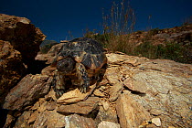Spur thighed tortoise (Testudo graeca) on rock, Mani, The Peloponnese, Greece, May 2009