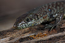 Peloponnese wall lizard (Podarcis peloponnesiacus) on wood, The Peloponnese, Greece, May 2009