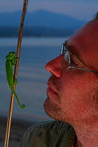 Photographer, Christian Ziegler, with a juvenile African chameleon (Chamaeleo africanus) on a stick, Southern The Peloponnese, Greece, May 2009
