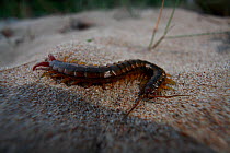 Megarian banded centipede (Scolopendra cingulata) hunting on a beach at dusk, The Peloponnese, Greece, May 2009