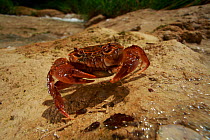 Fresh water crab (Potamon fluviatile) at the edge of a river pool, The Peloponnese, Greece, May 2009