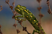 Juvenile African chameleon (Chamaeleo africanus) on a plant stem, Southern The Peloponnese, Greece, May 2009