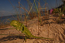 Juvenile African chameleon (Chamaeleo africanus) clinging to plant stem, Southern The Peloponnese, Greece, May 2009