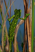 Rear view of juvenile African chameleon (Chamaeleo africanus) climbing, Southern The Peloponnese, Greece, May 2009