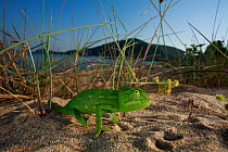 Juvenile African chameleon (Chamaeleo africanus) on ground, Southern The Peloponnese, Greece, May 2009