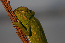 Juvenile African chameleon (Chamaeleo africanus) portrait, Southern The Peloponnese, Greece, May 2009