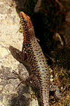 Greek rock lizard (Hellenolacerata graeca) on rock, The Peloponnese, Greece, May 2009