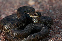 Dice snake (Natrix tesselata) in threat display, The Peloponnese, Greece, May 2009