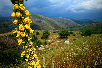 Mullein (Verbascum sp) in flower, with landscape behind, Southern Peloponnese, Greece, May 2009