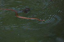 Dice snake (Natrix tesselata) swimming while hunting for little fish and tadpoles in a lake, Patras area, The Peloponnese, Greece, May 2009