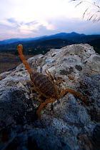 Mediterranean checkered scorpion (Mesobuthus gibbosus) on rock near the ancient ruins of Mycenae at dusk, The Peloponnese, Greece, May 2009
