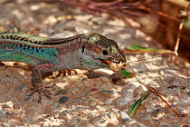 Peloponnese wall lizard (Podarcis peloponnesiacus) feeding on Ortherpteran prey, The Peloponnese, Greece, May 2009