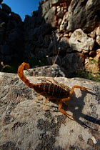 Mediterranean checkered scorpion (Mesobuthus gibbosus) on rock, the ancient ruins of Mycene, The Peloponnese, Greece, May 2009