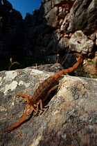 Mediterranean checkered scorpion (Mesobuthus gibbosus) on rock, ancient ruins of Mycene, The Peloponnese, Greece, May 2009