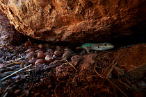 Peloponnese wall lizard (Podarcis peloponnesiacus) under rock, The Peloponnese, Greece, May 2009