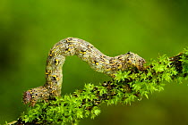 Geometrid moth (Geometridae sp) caterpillar moving along twig, Triglav National Park, Slovenia, June 2009