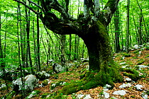 Large tree in pristine forest near the river Lepenjica, Lepena valley, Triglav National Park, Slovenia, June 2009