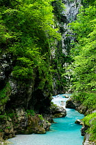 Tolminka river flowing through Tolminska korita, Triglav National Park, Slovenia, June 2009