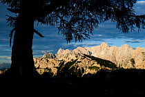 Tree silhouetted in front of mountains, Mount Spik (2,472m) on the left, and Mount Prisojnik (2,547m) viewed from Sleme, Triglav National Park, Julian Alps, Slovenia, July 2009