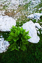 False hellebore (Veratrum sp) growing amongst rocks, Triglav National Park, Julian Alps, Slovenia, July 2009
