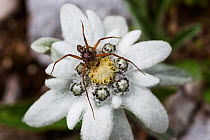 Spider with three legs missing on Edelweiss (Leontopodium alpinum) flower, Triglav National Park, Slovenia, July 2009