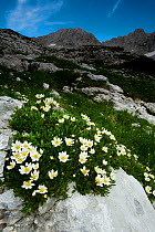 White dryas or Mountain avens (Dryas octopetala) in flower in mountain landscape, Triglav National Park, Slovenia, July 2009